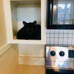 sensation of being watched while cooking - black cat