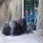 Gorilla Sex Kids