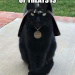 Dark cat | YOUR LACK OF TREATS IS; DISAPPOINTING | image tagged in dark cat | made w/ Imgflip meme maker
