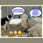 Scared sheep | 😱😳😧 | image tagged in silence of the lambs | made w/ Imgflip meme maker