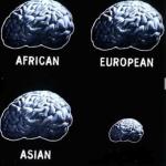 Brain Comparison meme