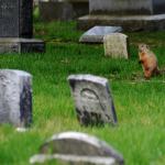 groundhog cemetary