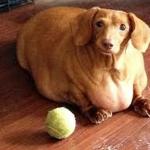Fat doge