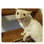 coughing cat meme meme