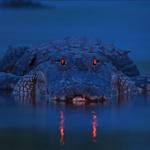 Alligator Red Eyes