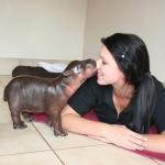 Hippo Baby