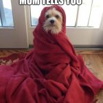 coldpuppy | WHEN YOUR MOM TELLS YOU; TO TAKE A SHOWER | image tagged in coldpuppy | made w/ Imgflip meme maker