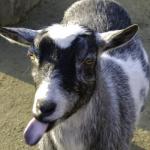 Long-tongued goat