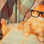 Professer Kitten