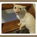 Coughing Cat | THIS IS HOW LITTLE KIDS COUGH | image tagged in coughing cat | made w/ Imgflip meme maker