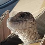 Curious Lizard