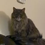 Queen of cats | image tagged in queen of cats | made w/ Imgflip meme maker