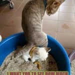 HEY HUMAN | HEY HUMAN COME OVER HERE! I WANT YOU TO SEE HOW MUCH YOU CAN TRUST ME ALONE WITH THIS NEW KITTEN YOU'RE FOSTERING. | image tagged in hey human | made w/ Imgflip meme maker