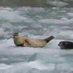 Sea Lions