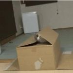cat in box GIF Template