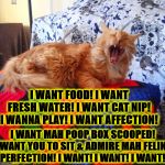 I WANT | I WANT FOOD! I WANT FRESH WATER! I WANT CAT NIP! I WANNA PLAY! I WANT AFFECTION! I WANT MAH POOP BOX SCOOPED! I WANT YOU TO SIT & ADMIRE MAH FELINE PERFECTION! I WANT! I WANT! I WANT! | image tagged in i want | made w/ Imgflip meme maker