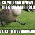 Angry Canada Goose | SO YOU RAN AFOWL OF THE GRAMMAR POLICE; I TWO LIKE TO LIVE DANGEROUSLY | image tagged in angry canada goose | made w/ Imgflip meme maker