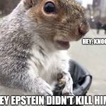 Squirrel | HEY, KNOCK KNOCK; JEFFREY EPSTEIN DIDN'T KILL HIMSELF | image tagged in squirrel | made w/ Imgflip meme maker