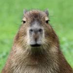 Disappointed Capybara