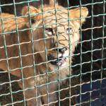 Hopeful Lion cub in cage