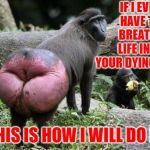 Monkey Ass | IF I EVER HAVE TO BREATHE LIFE INTO YOUR DYING BODY; THIS IS HOW I WILL DO IT | image tagged in monkey ass | made w/ Imgflip meme maker