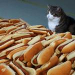 Hot dog cat meme