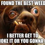 stupid dog face | I FOUND THE BEST WEED; I BETTER GET TO SMOKE IT OR YOU GONNA DIE | image tagged in stupid dog face | made w/ Imgflip meme maker