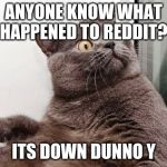 suprise cat | ANYONE KNOW WHAT HAPPENED TO REDDIT? ITS DOWN DUNNO Y | image tagged in suprise cat | made w/ Imgflip meme maker