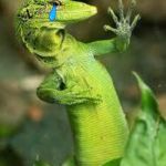 lizard | EXCUSE ME SIR WHY ARE YOU ASSUMING MY GENDER; SO OFFENDED "SNIFF SNIFF" | image tagged in lizard | made w/ Imgflip meme maker