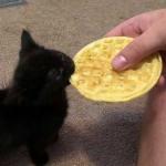 Kitten Biting A Waffle