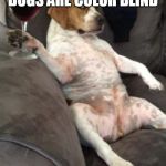 Dog Holding Wine Glass | REMEBER THAT DOGS ARE COLOR BLIND; YEAH WE ARE | image tagged in dog holding wine glass | made w/ Imgflip meme maker