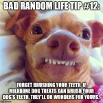 dog teeth | BAD RANDOM LIFE TIP #12:; FORGET BRUSHING YOUR TEETH. IF MILKBONE DOG TREATS CAN BRUSH YOUR DOG'S TEETH, THEY'LL DO WONDERS FOR YOURS. | image tagged in dog teeth | made w/ Imgflip meme maker
