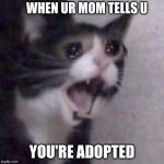 WHEN UR MOM TELLS U; YOU'RE ADOPTED | image tagged in adopted,cat | made w/ Imgflip meme maker