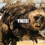 Scary Sloth | YIKES! | image tagged in scary sloth | made w/ Imgflip meme maker