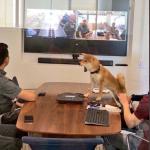 Dog in meeting