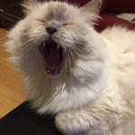 singing cat