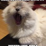 singing cat | WHAT LOVE GOT TO MEW, GOT TO MEW WITH IT? WHAT'S LOVE, BUT A SECOND HAND E-MEOW-TION? | image tagged in singing cat | made w/ Imgflip meme maker