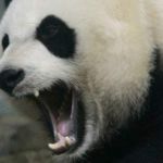 我說的不是蛇姬！是黃飛鴻！黃飛鴻～ | image tagged in angry panda | made w/ Imgflip meme maker