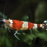 Split Arsed Fairy Shrimp