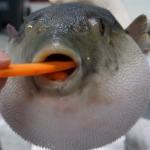 pufferfish eating carrot meme