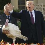 Trump pardons turkey