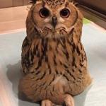 Criss Cross Owl