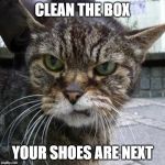 Angry Cat | CLEAN THE BOX; YOUR SHOES ARE NEXT | image tagged in angry cat | made w/ Imgflip meme maker
