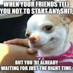 Chihuahua Smirk | WHEN YOUR FRIENDS TELL YOU NOT TO START ANY SHIT, BUT YOU 'RE ALREADY WAITING FOR JUST THE RIGHT TIME. | image tagged in chihuahua smirk | made w/ Imgflip meme maker