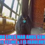 I IZ FABULOUS | I IS FELINE & I IS FABULOUS! YOU LIKES MAH ANUS GEM? | image tagged in i iz fabulous | made w/ Imgflip meme maker