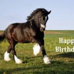 Clydesdale Happy Birthday