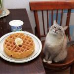Pancake Cat meme