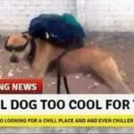 local dog too cool meme