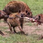Hyenas fighting for meat