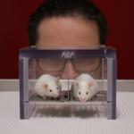 laboratory rats